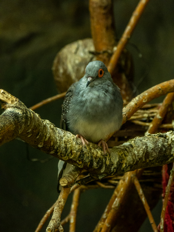 diamond dove (Geopelia cuneata)