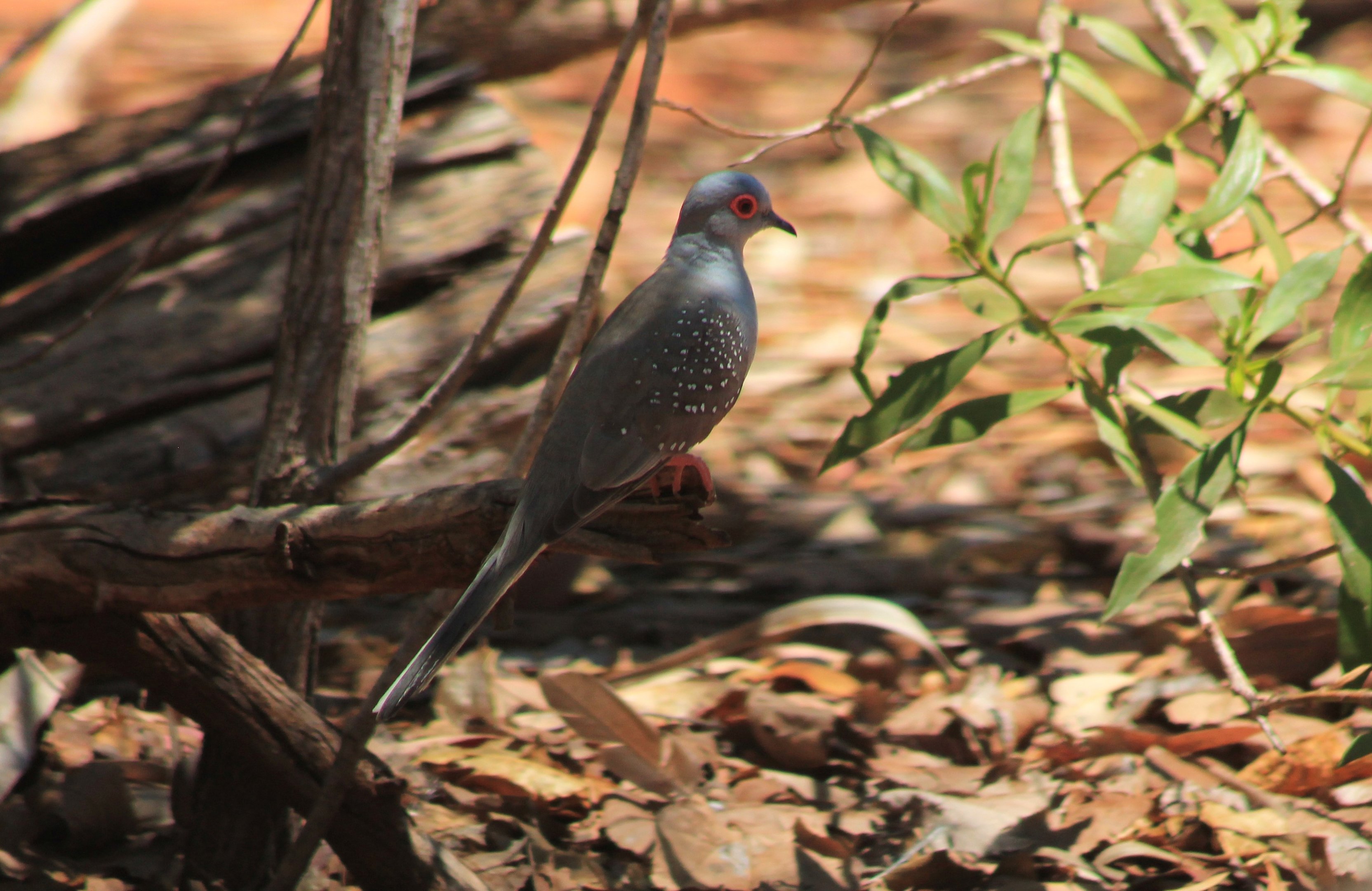Diamond Dove (Geopelia cuneata)
