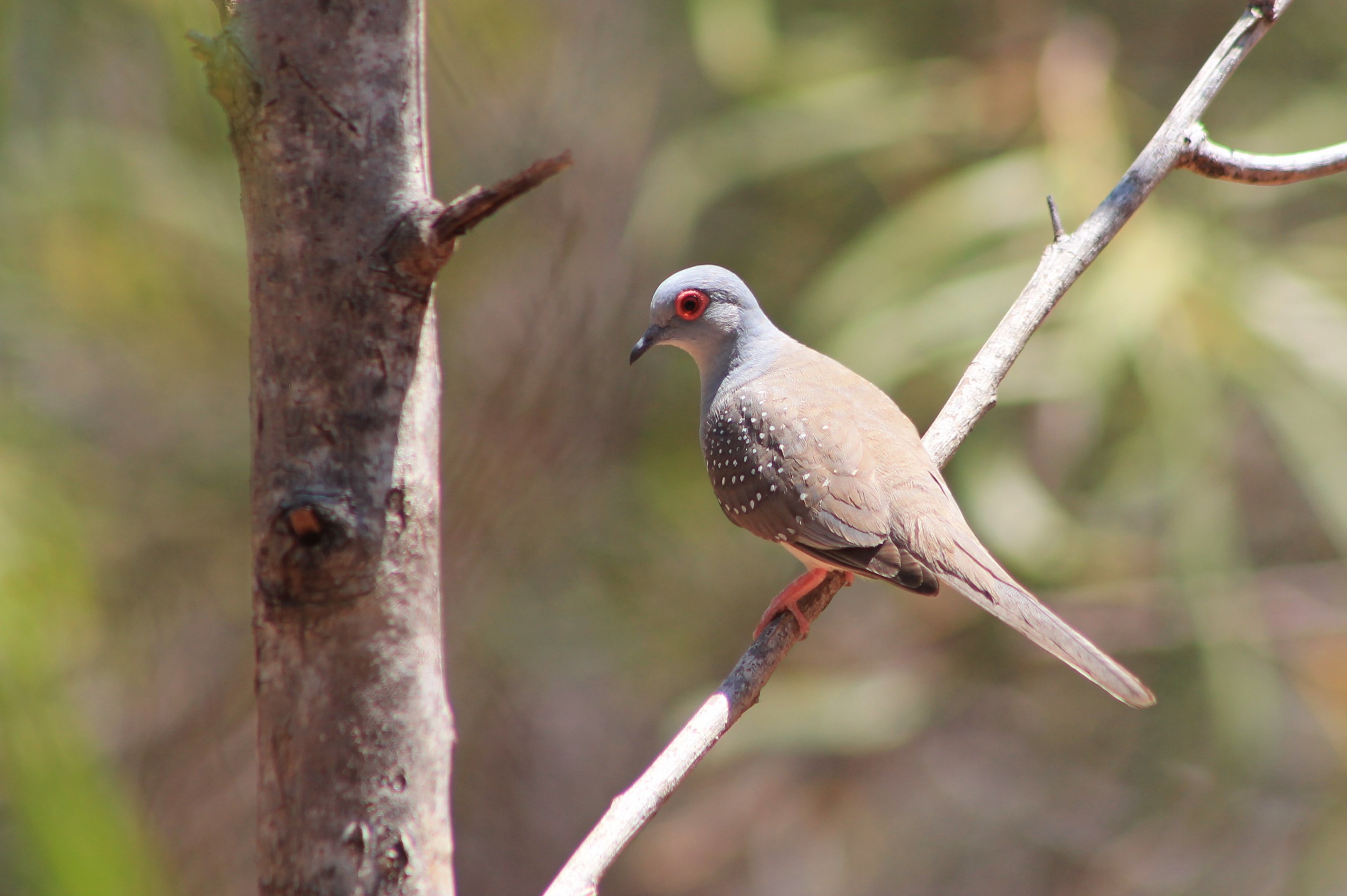 Diamond Dove (Geopelia cuneata)