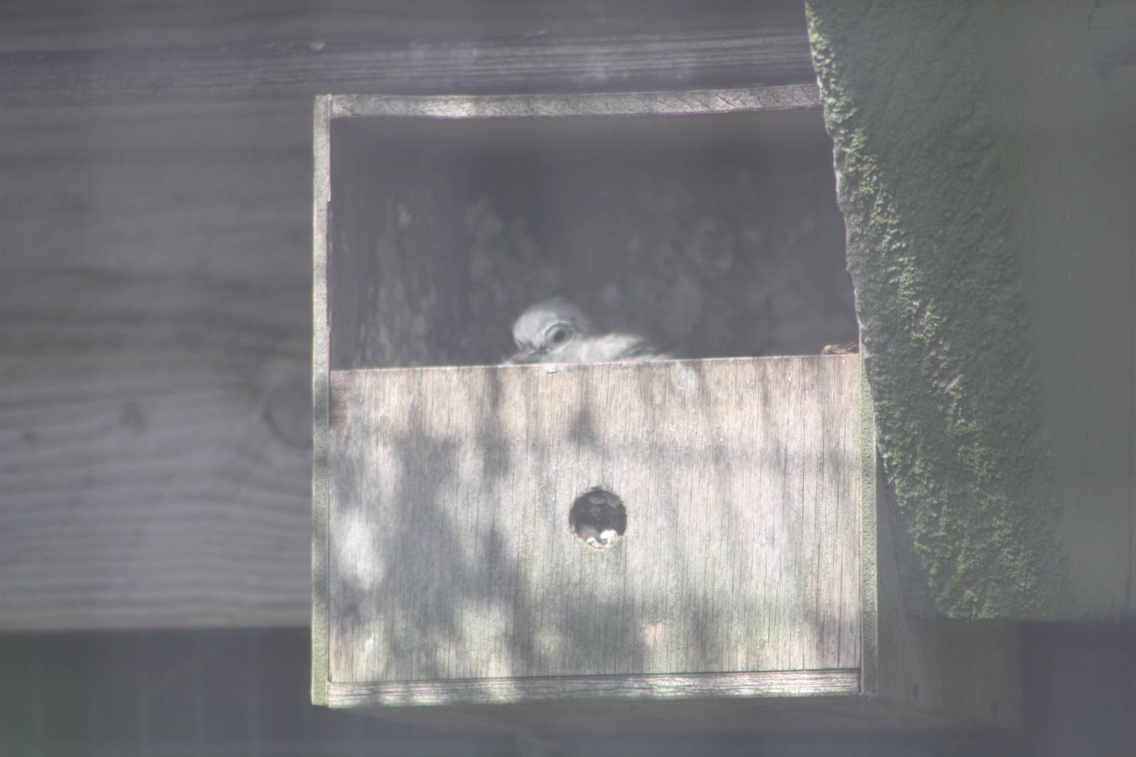 Diamond Dove nest, 19th June 2014