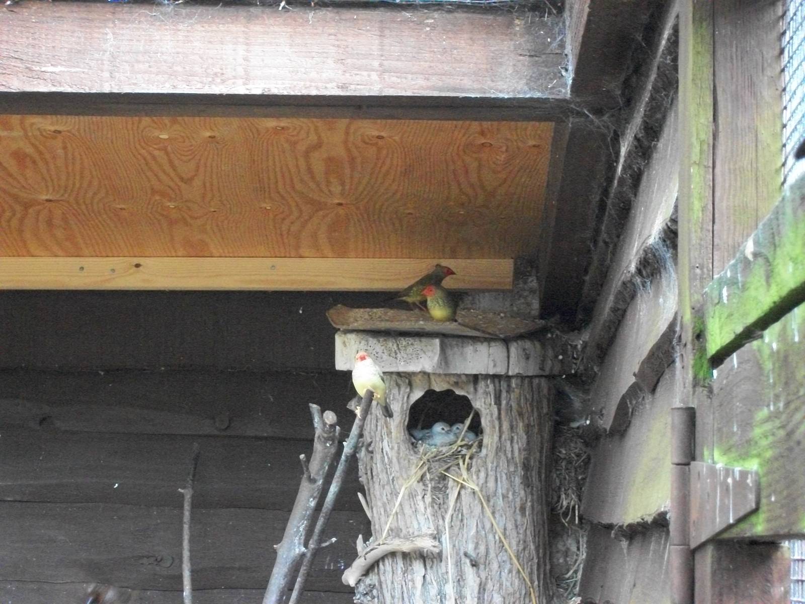 Diamond Dove nest, 4th July 2014