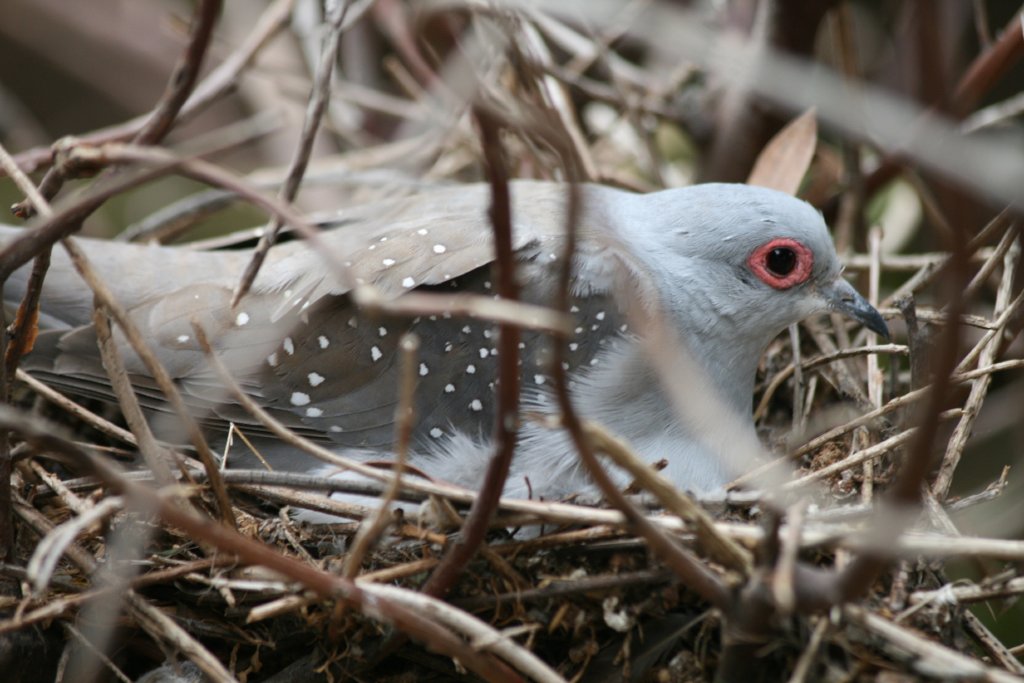 Diamond Dove on nest