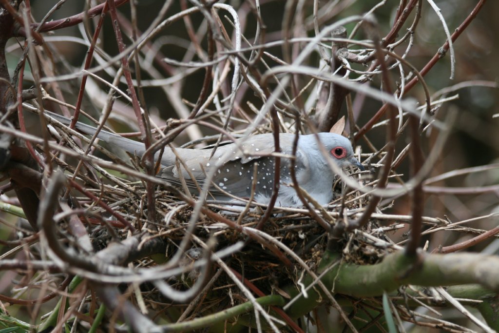 Diamond Dove on nest
