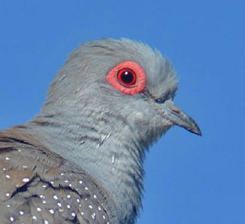 Diamond dove portrait.