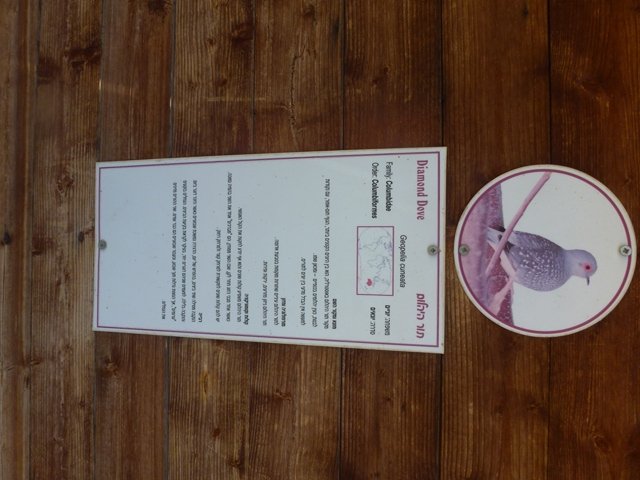 Diamond dove Sign 23.4.13