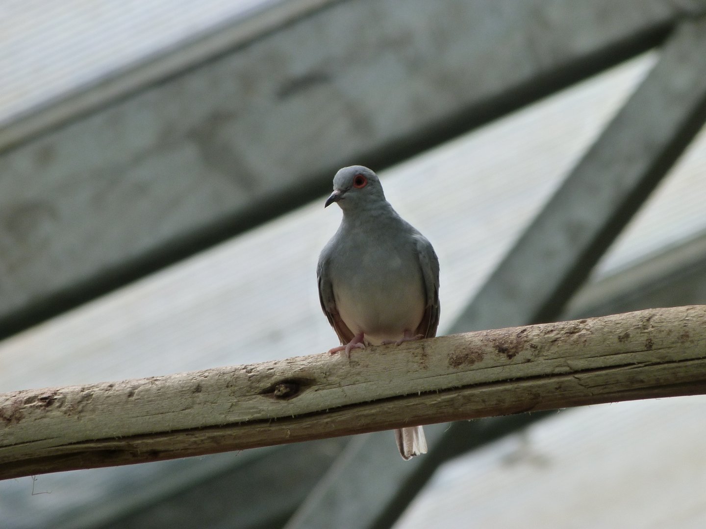 Diamond dove -Zoo d'Asson (2025)