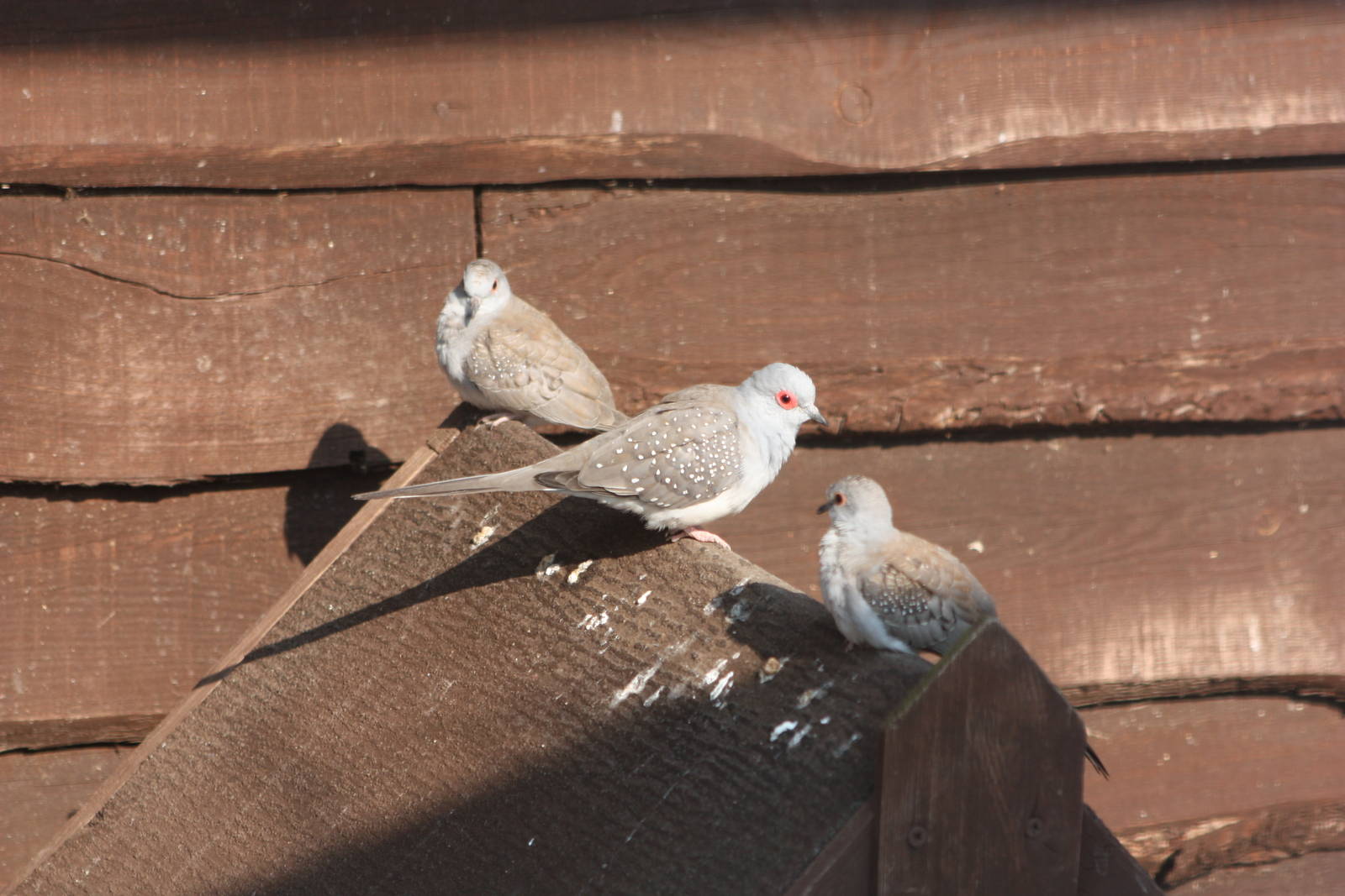 Diamond Doves, 18th May 2014