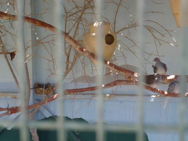 Diamond doves 23.4.13