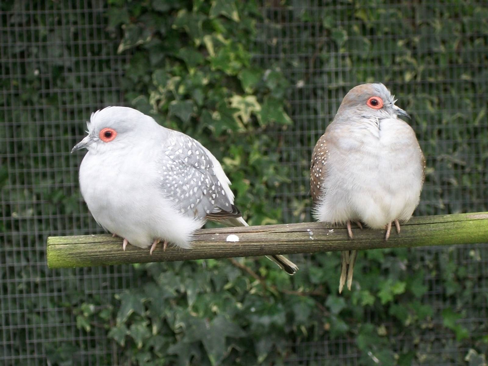 Diamond Doves, 25th September 2014