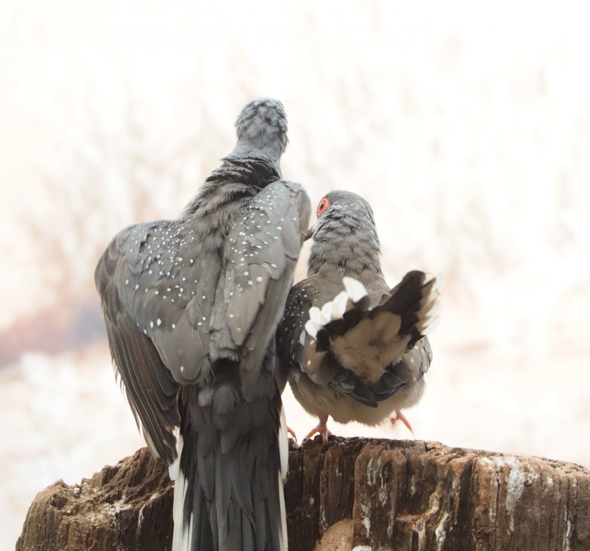 Diamond doves (Geopelia cuneata), 2022-03-16
