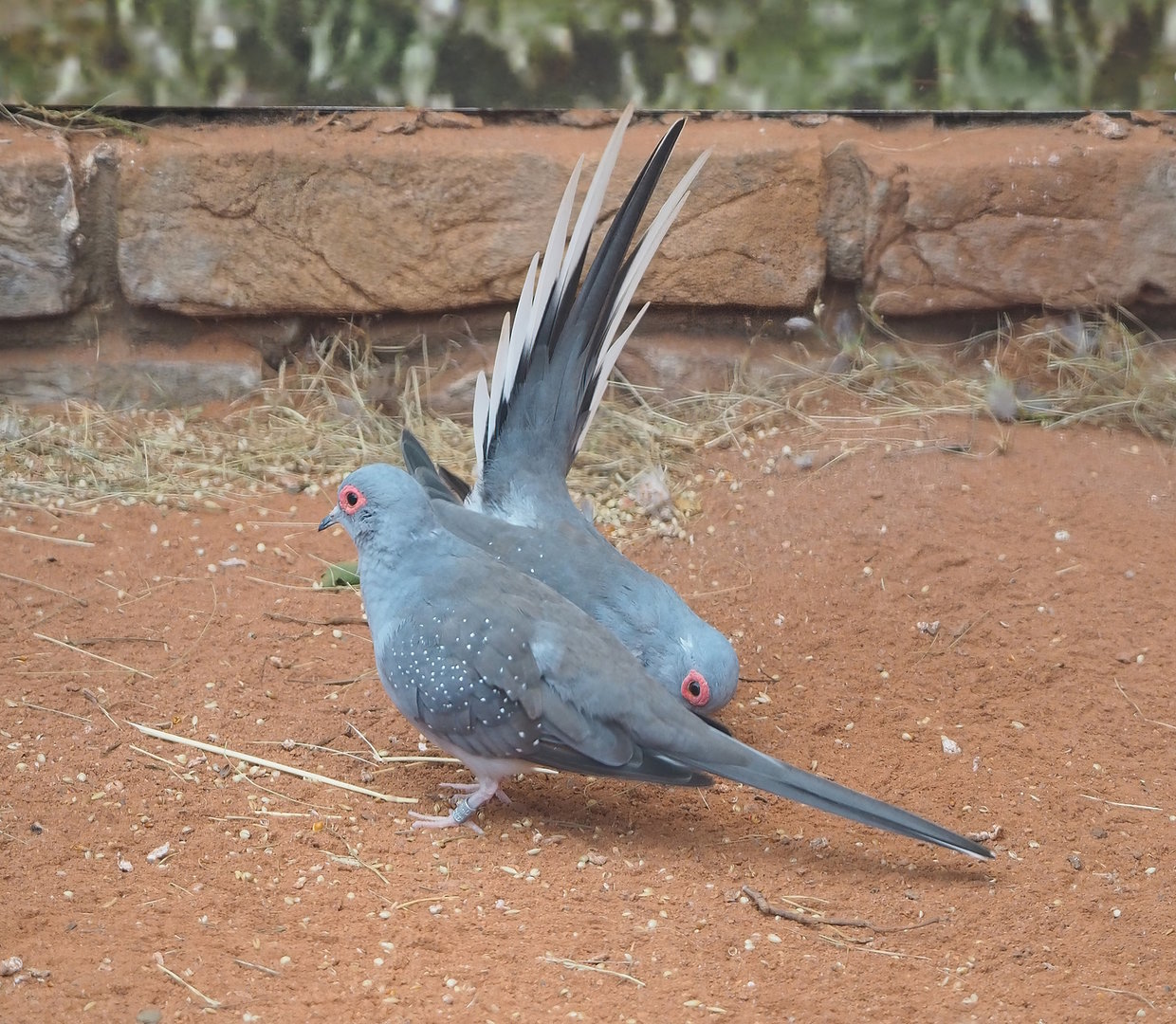 Diamond doves (Geopelia cuneata), 2022-08-28