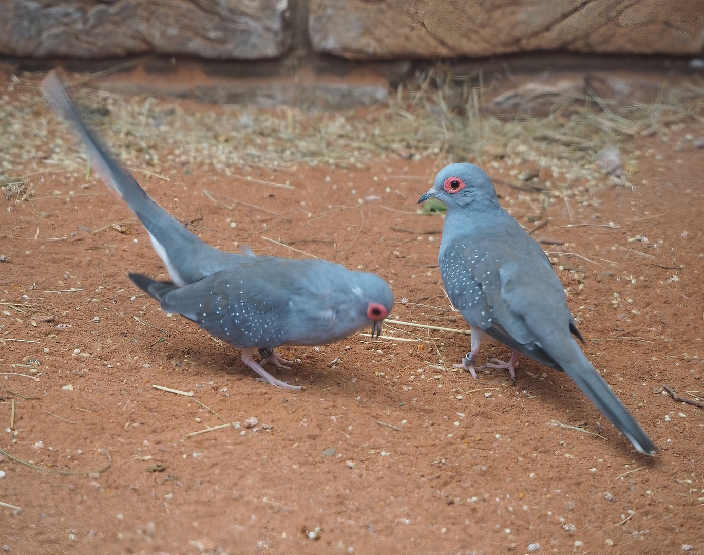 Diamond doves (Geopelia cuneata), 2022-08-28