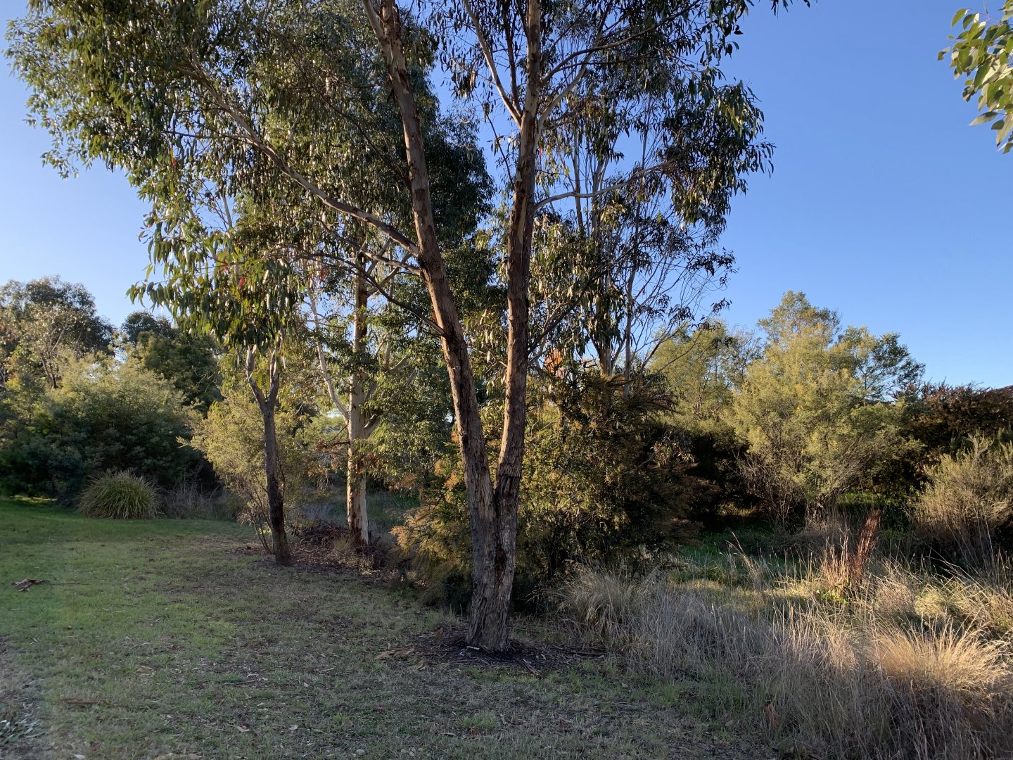 Diamond Drive Reserve