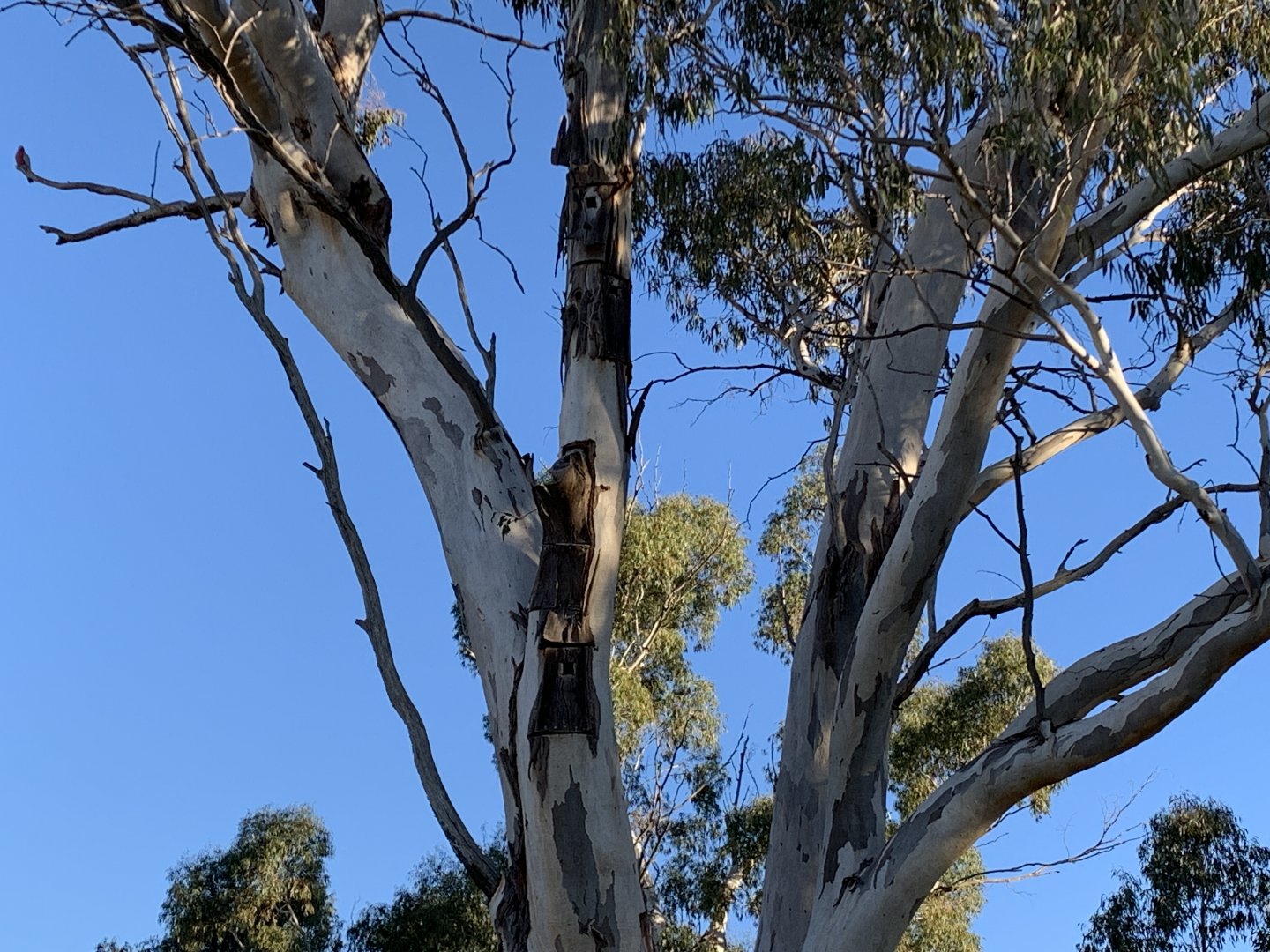 Diamond Drive Reserve