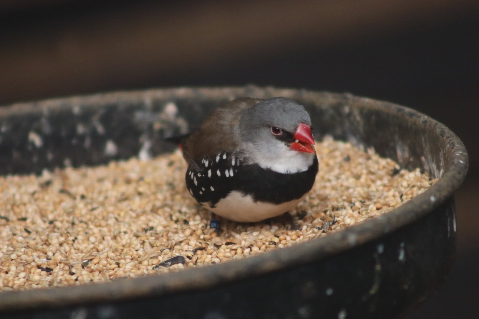 Diamond Firetail - 12 September 2020