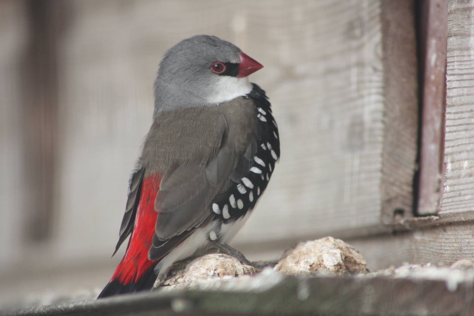 Diamond Firetail, 24th July 2014