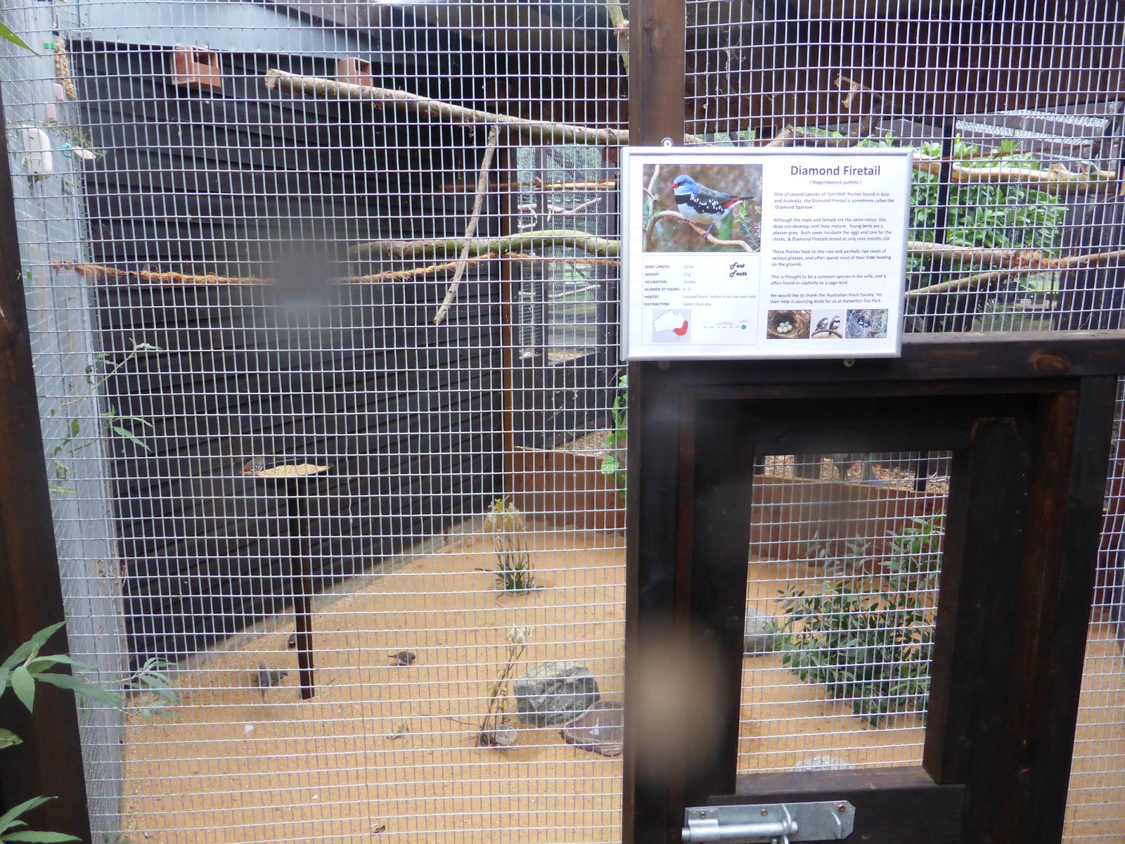 Diamond-firetail aviary
