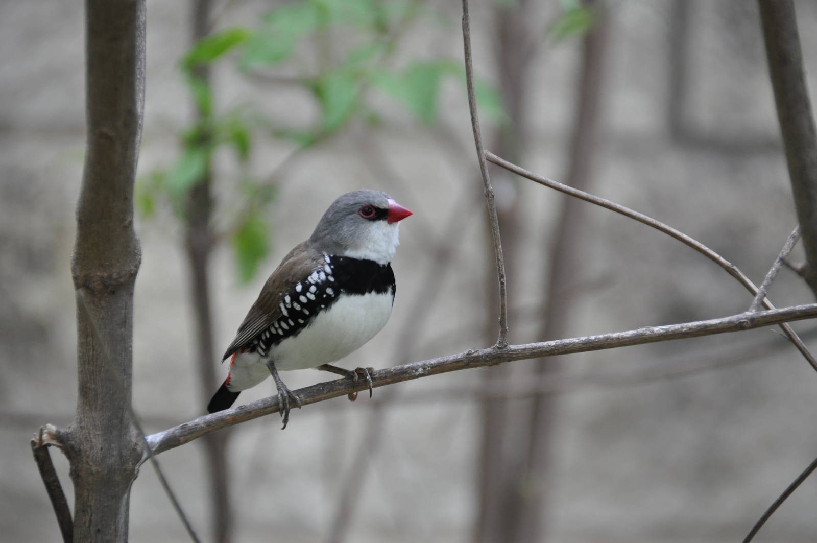 Diamond firetail finch/ Emblema guttata