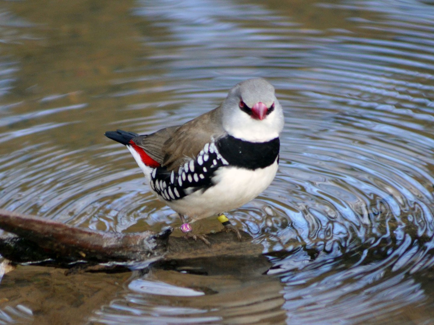 DIAMOND FIRETAIL FINCH - TROPICAL BIRDLAND 23 02 2018