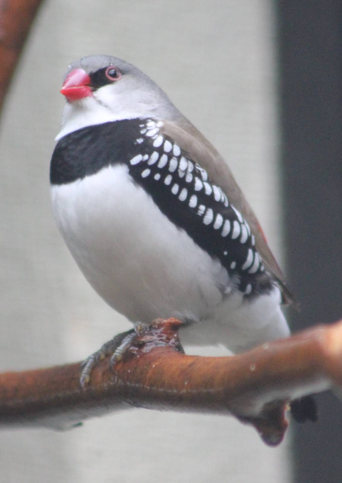 Diamond firetail finch