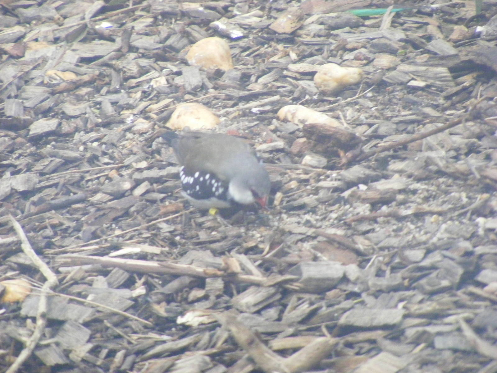 Diamond Firetail - January, 2010