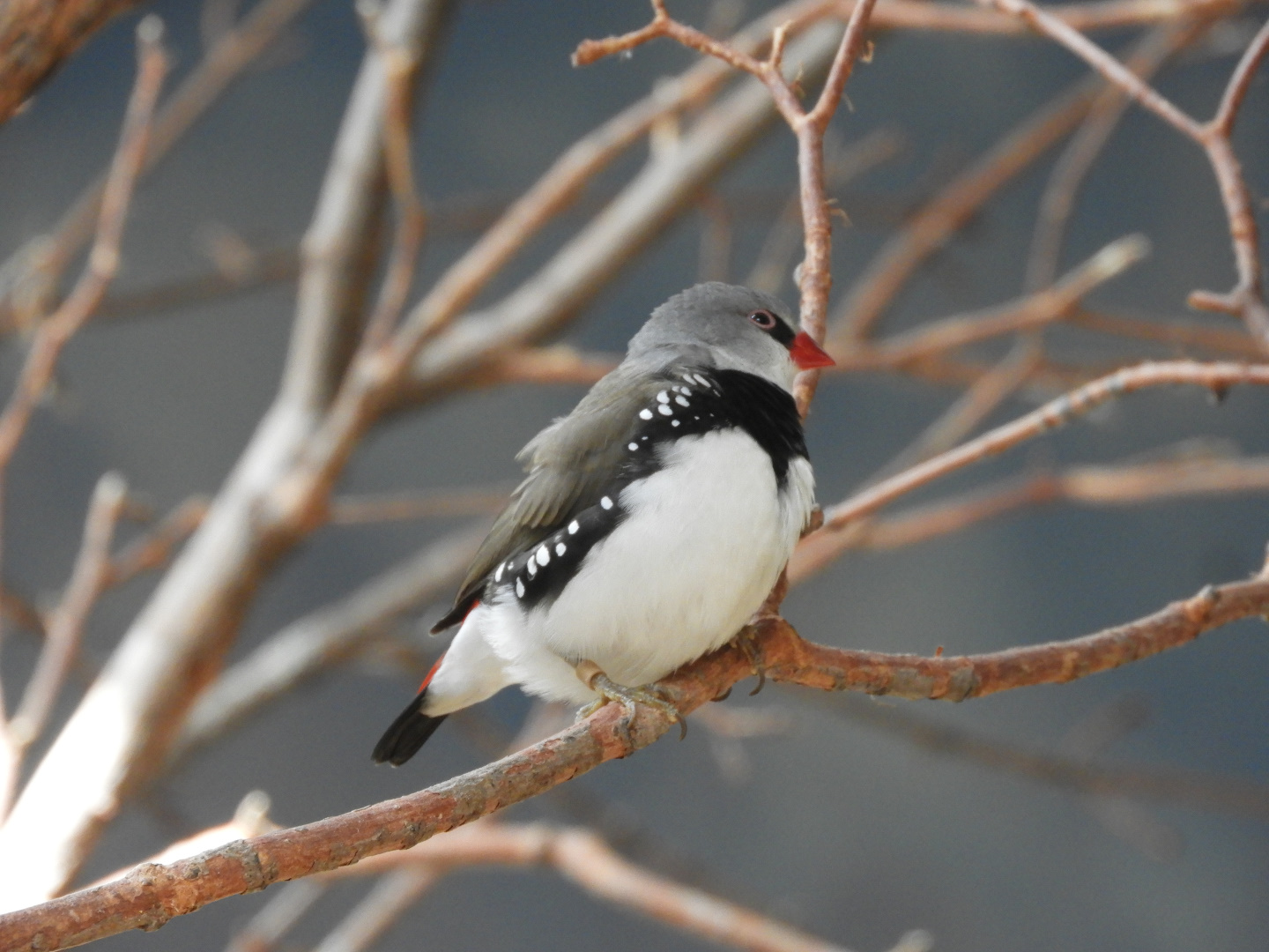 Diamond Firetail (Stagonopleura guttata)