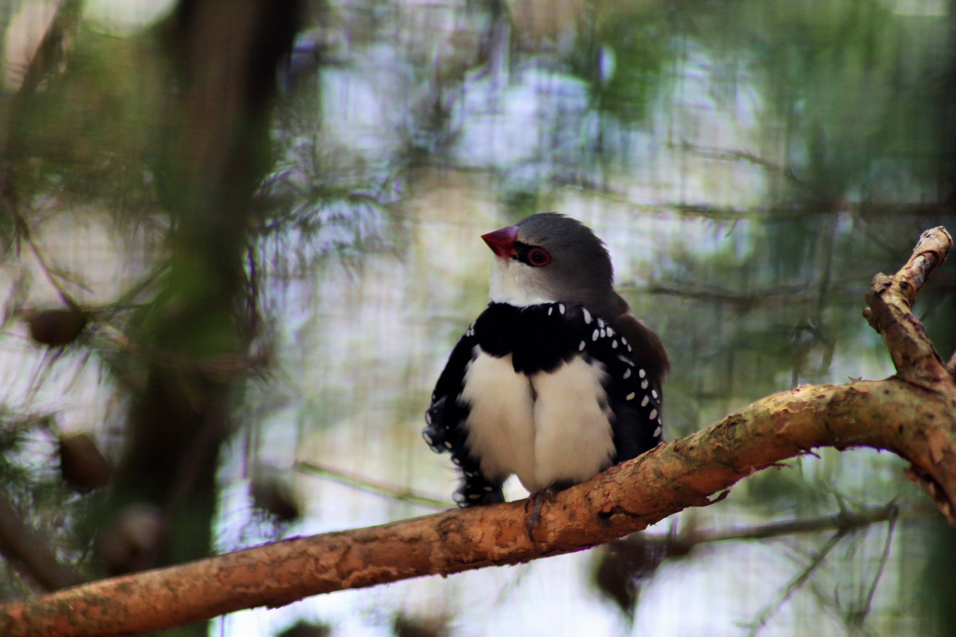Diamond Firetail (Stagonopleura guttata)