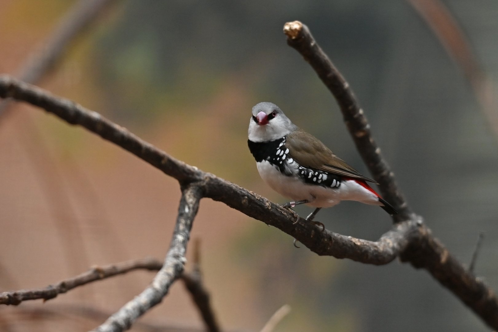 Diamond Firetail Stagonopleura guttata