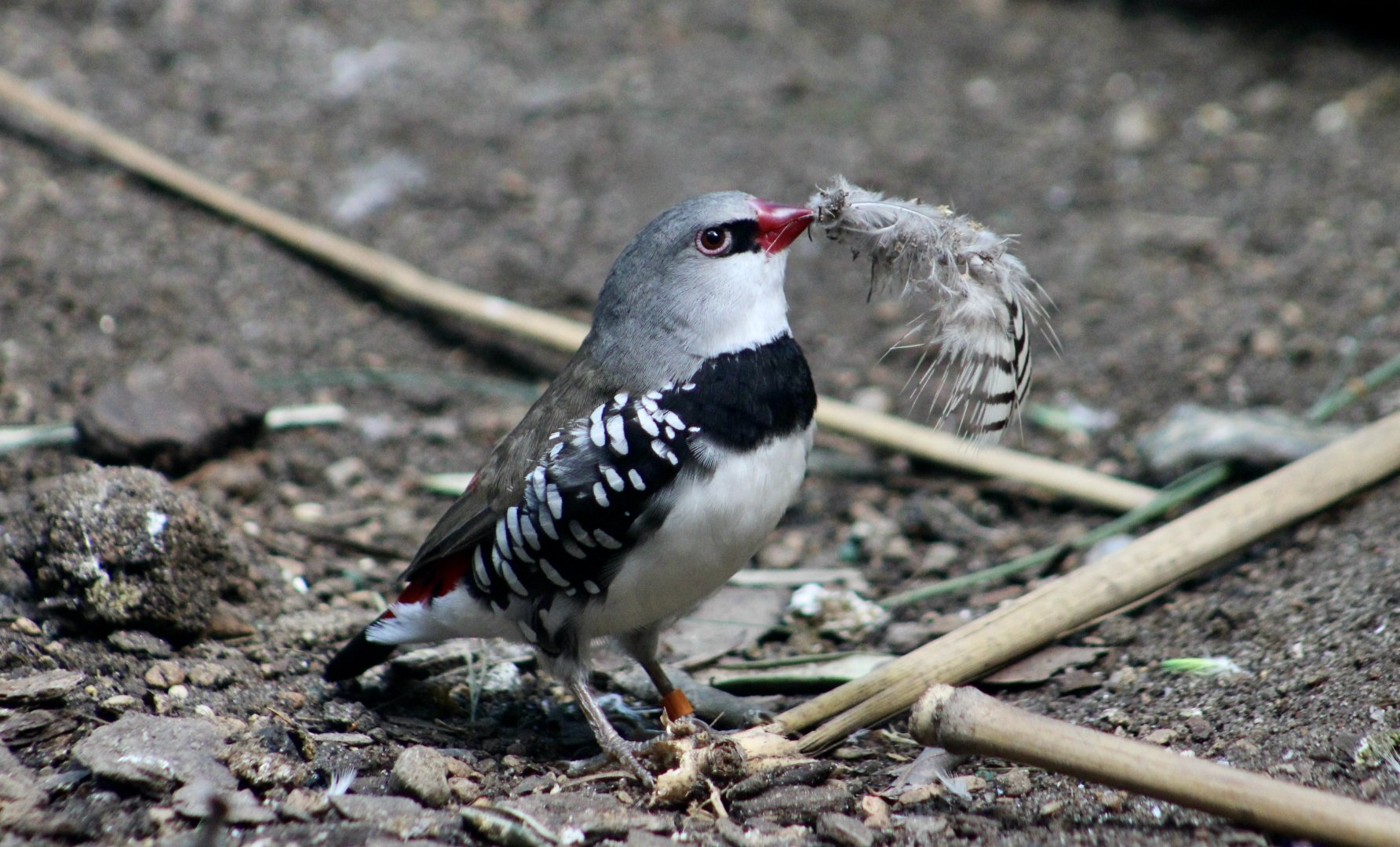 Diamond Firetail (Stagonopleura guttata)