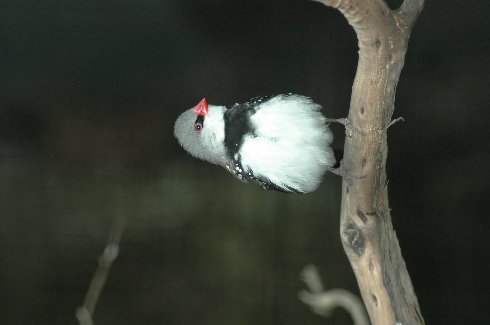 Diamond Firetail