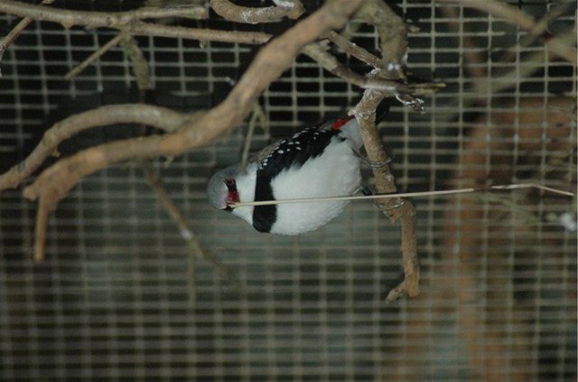 Diamond Firetail
