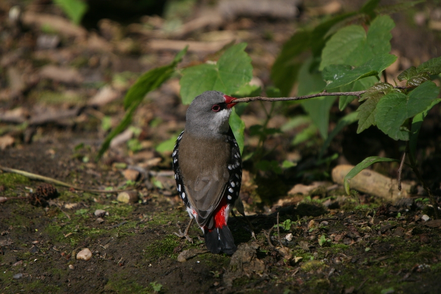Diamond Firetail