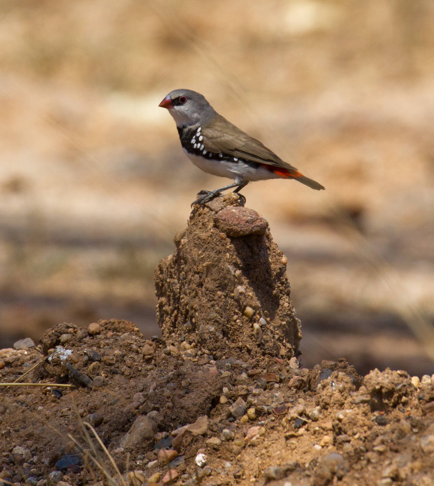 Diamond Firetail