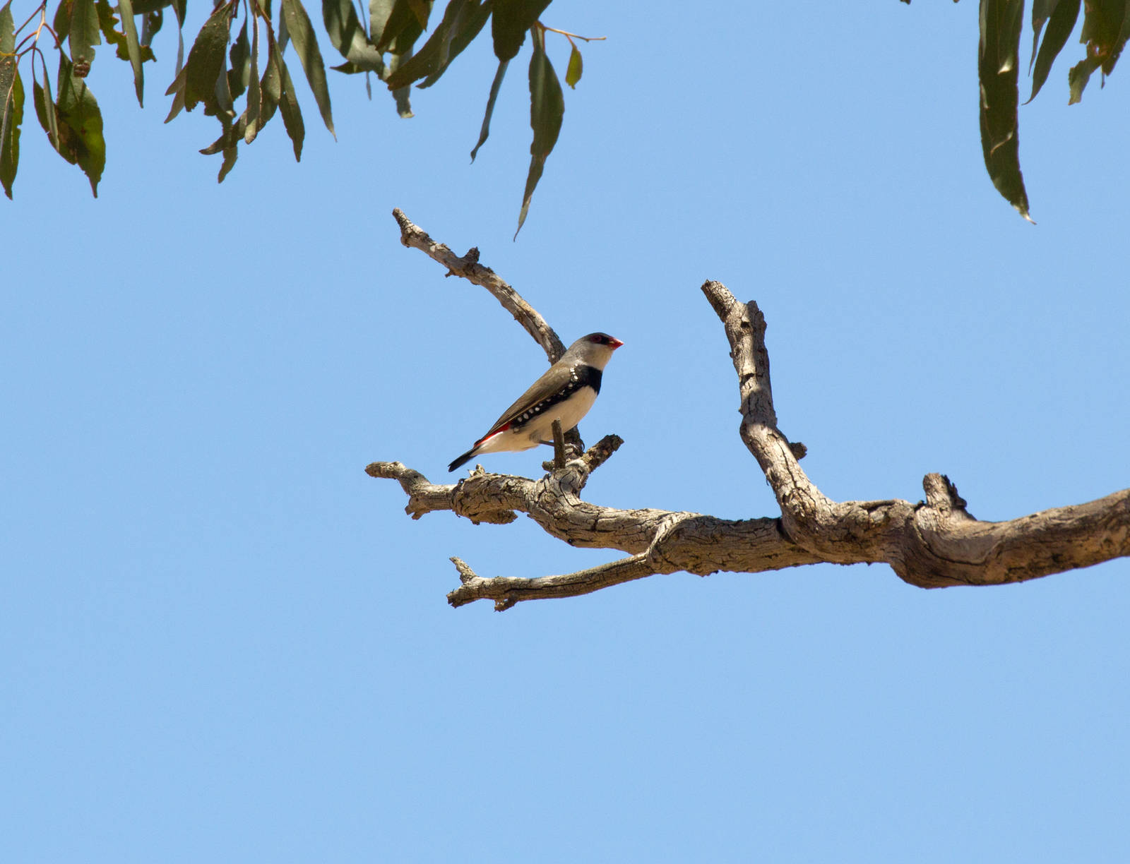Diamond Firetail