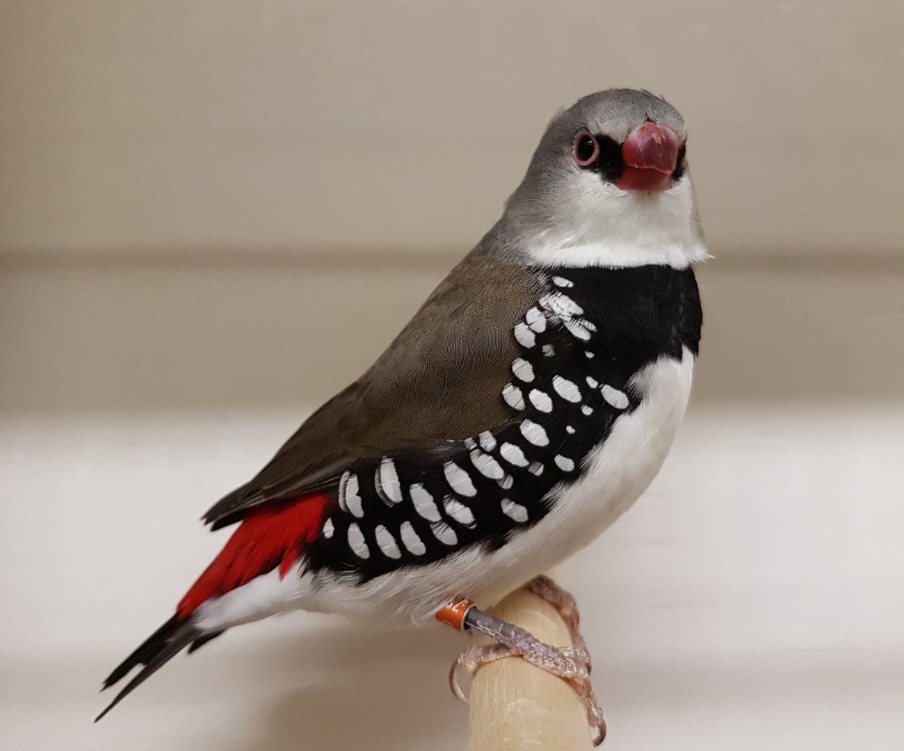 Diamond firetail