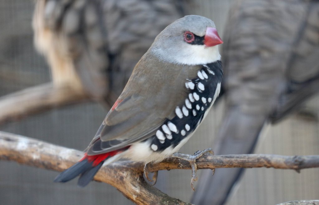 Diamond Firetail