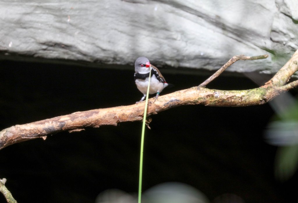 Diamond Firetail