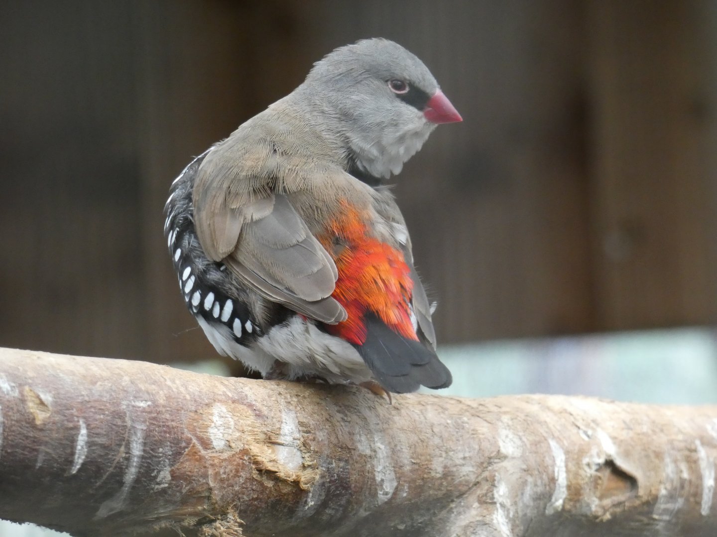 Diamond Firetail
