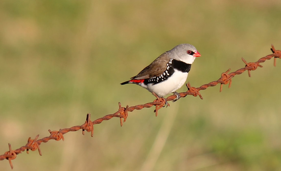 Diamond Firetail