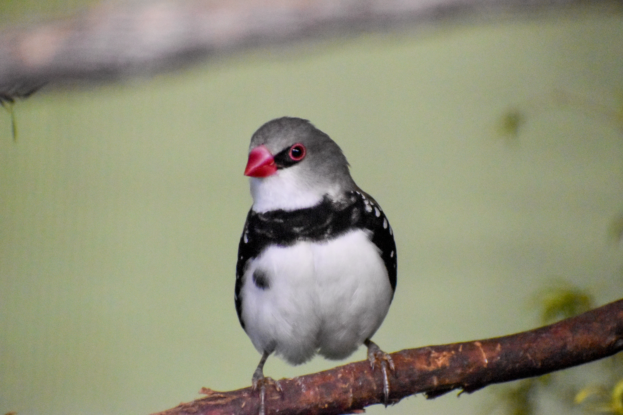 Diamond Firetail