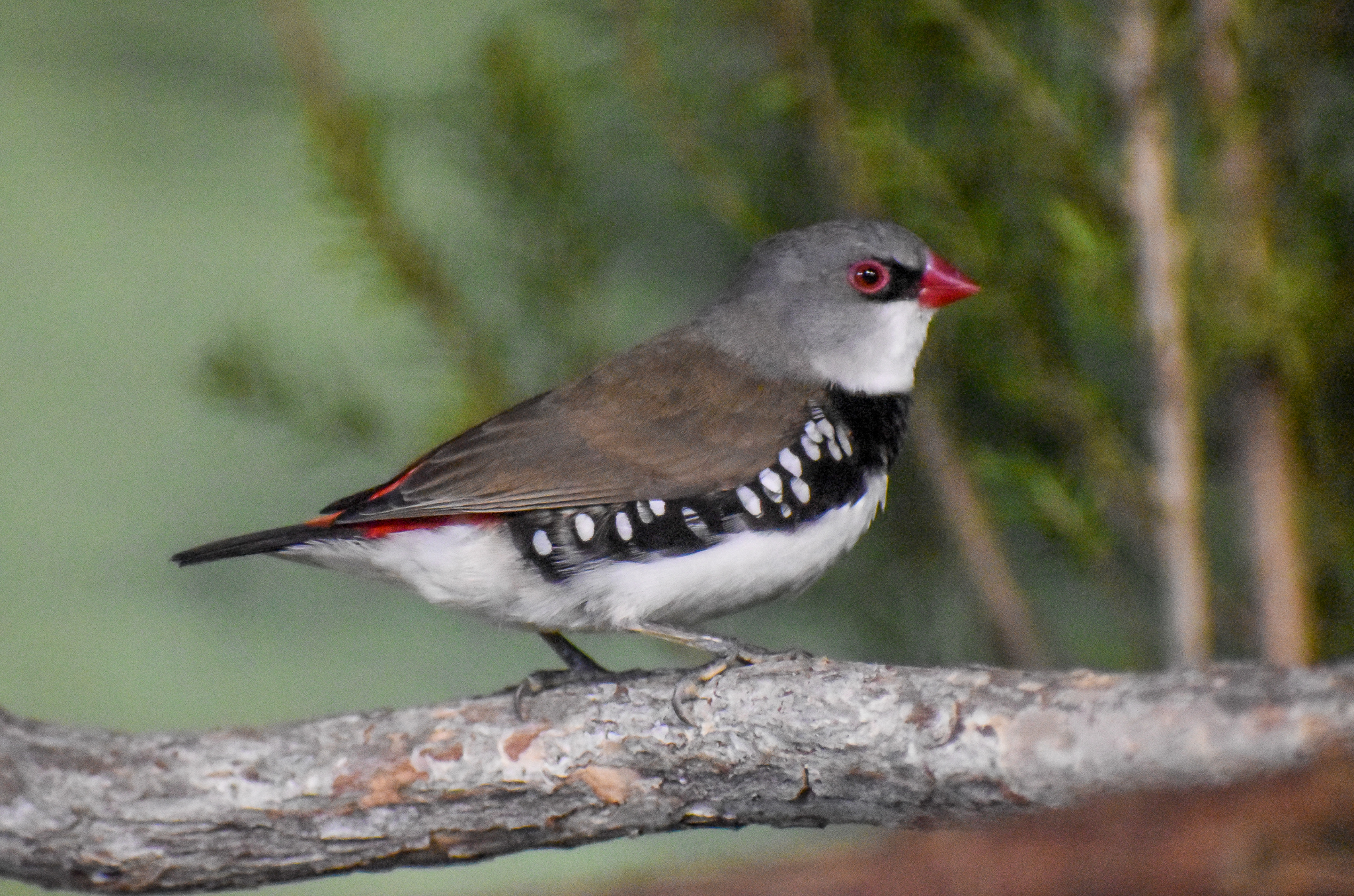 Diamond Firetail