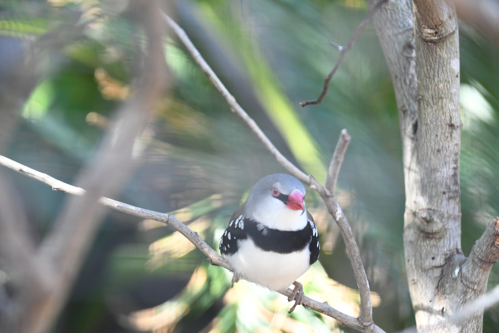 Diamond Firetail