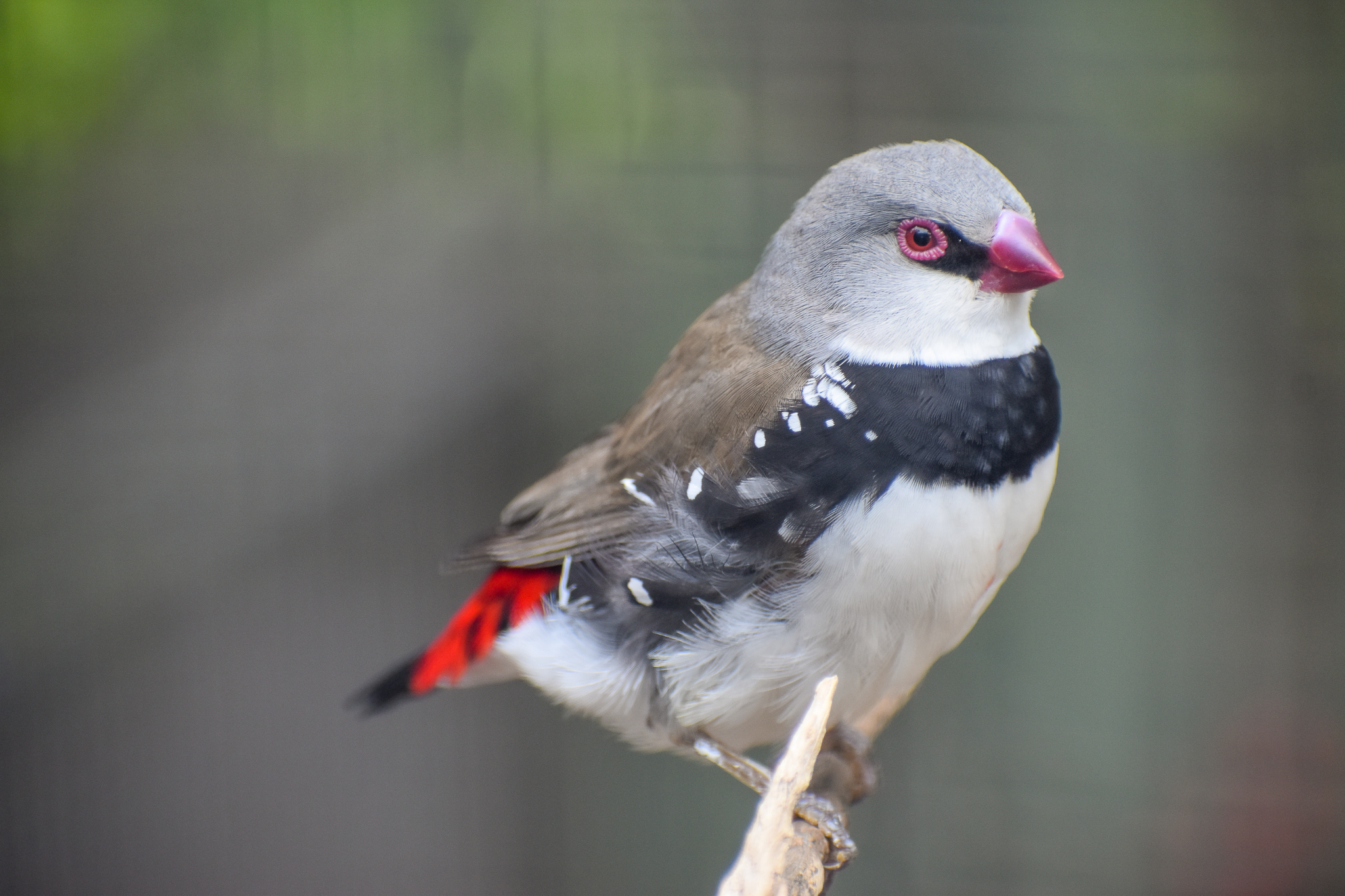 Diamond Firetail