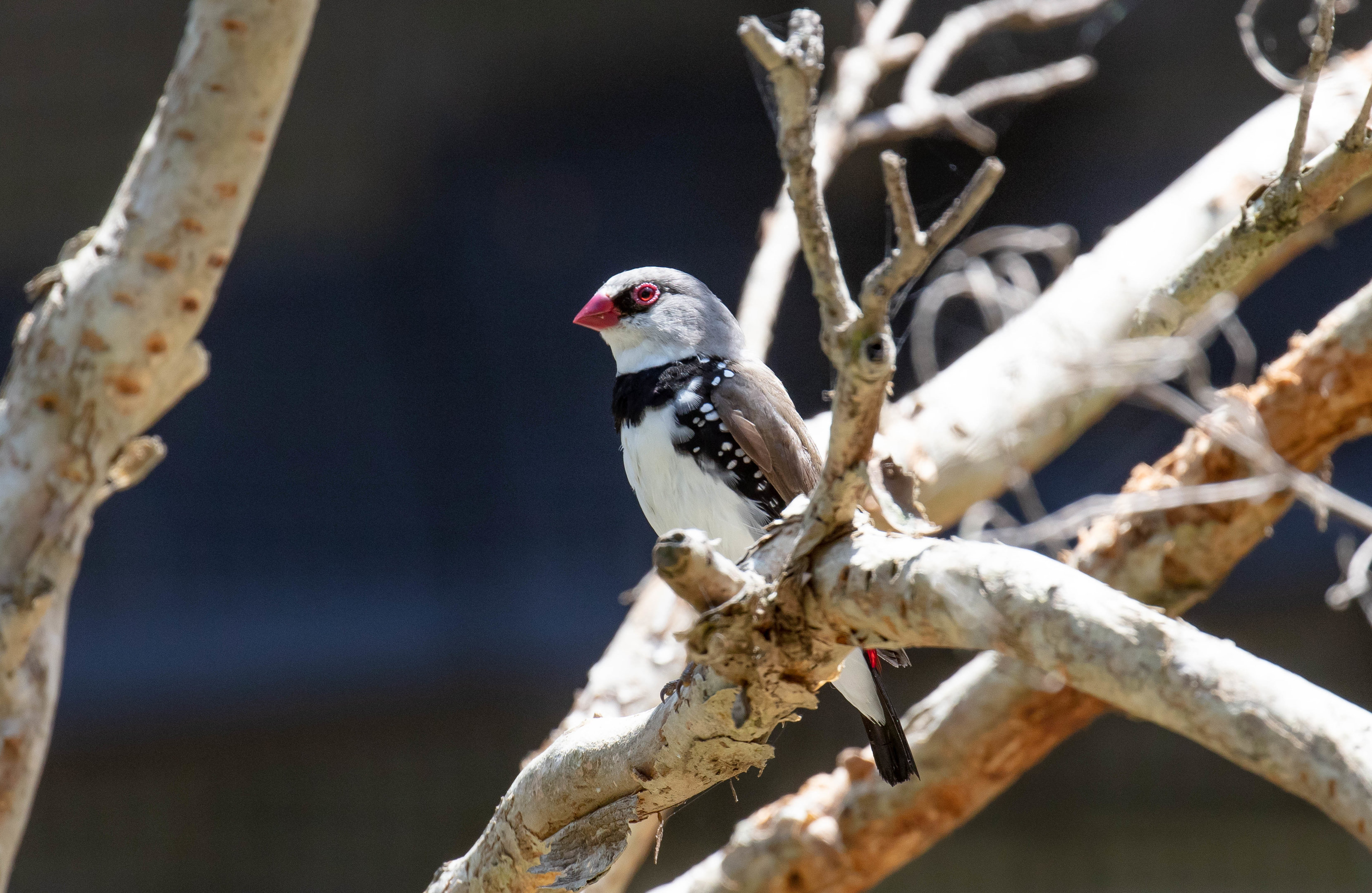 Diamond Firetail