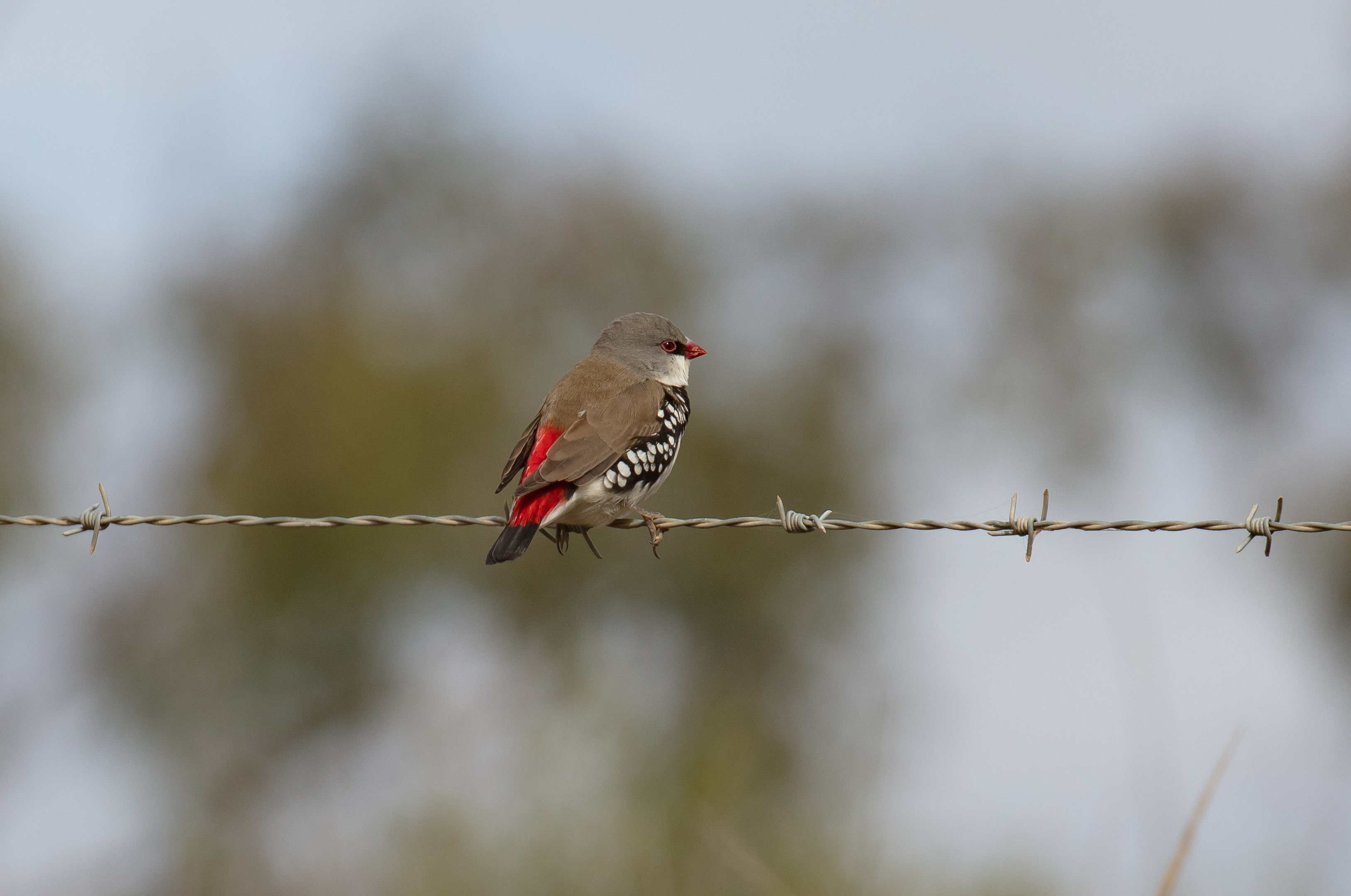 Diamond Firetail