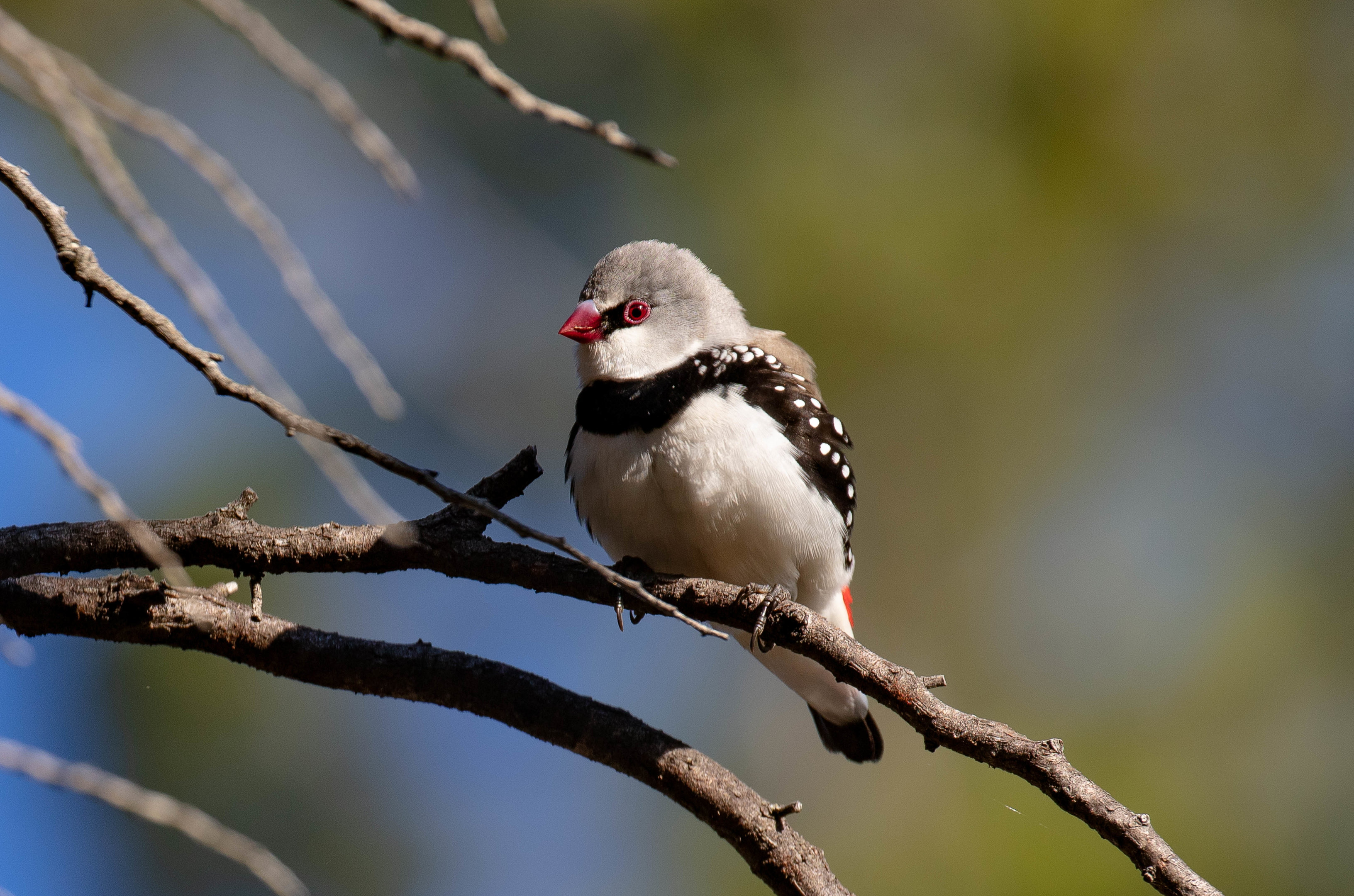 Diamond Firetail