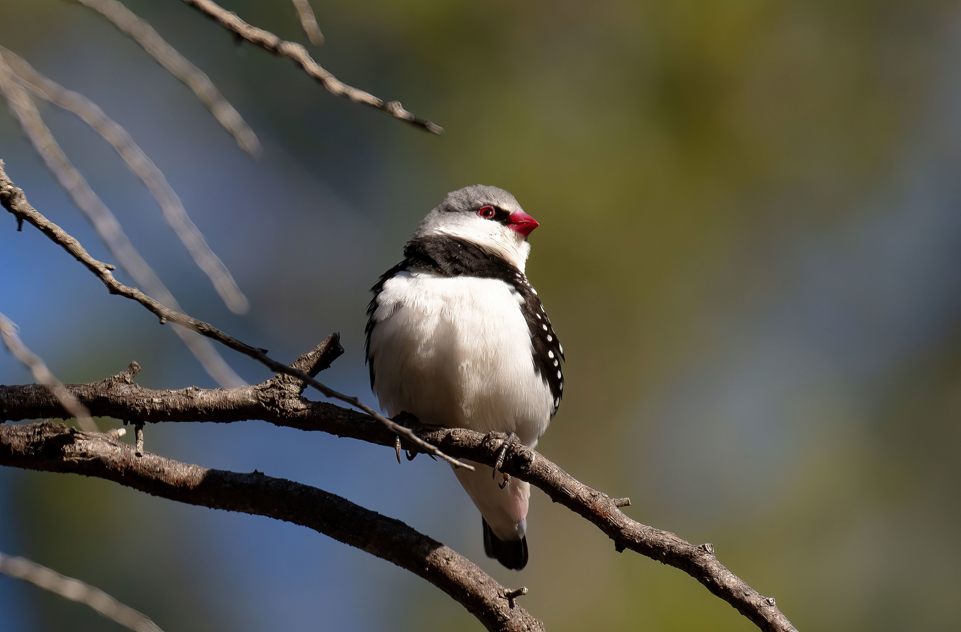 Diamond Firetail