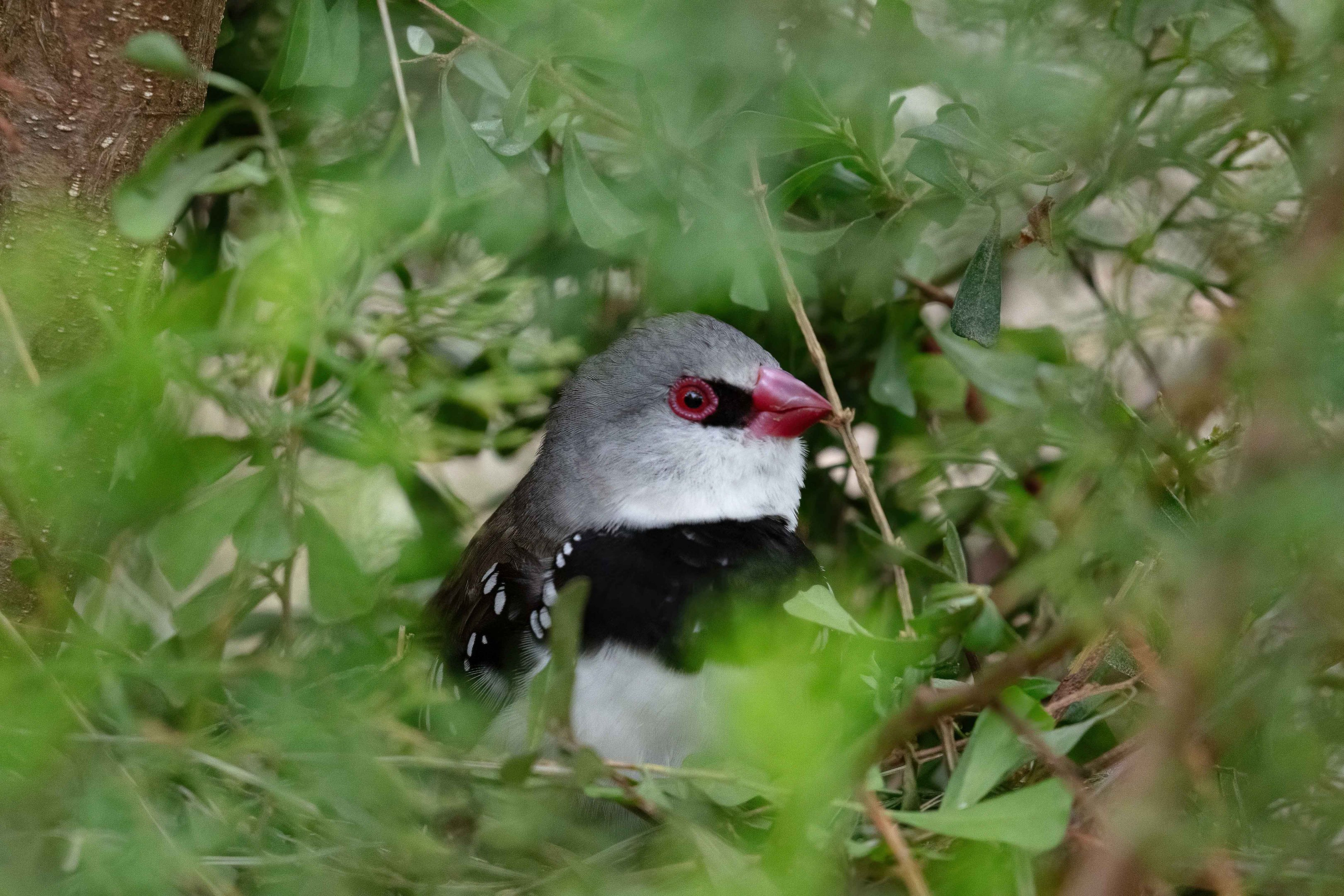Diamond Firetail