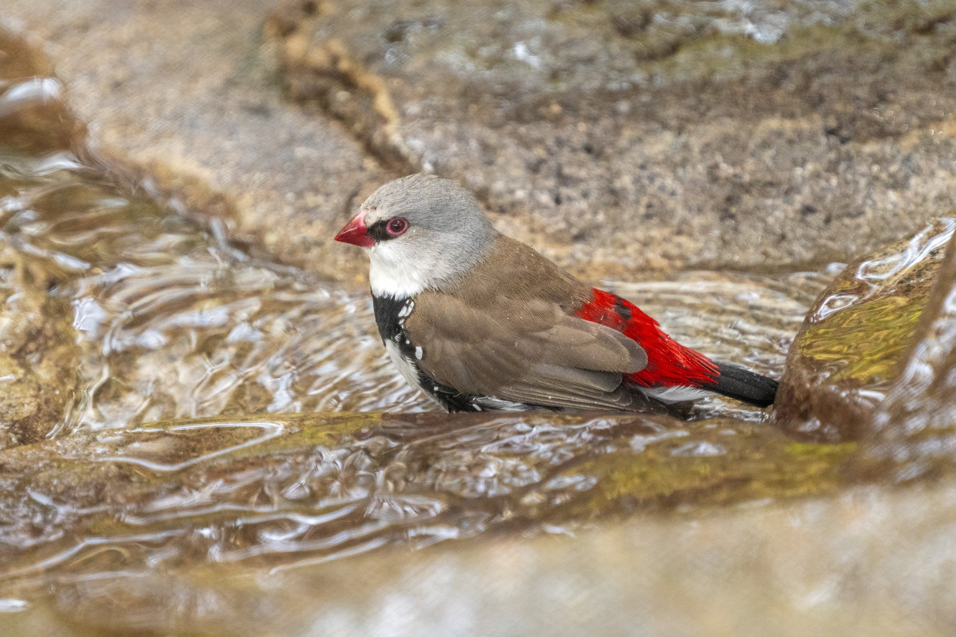 Diamond Firetail