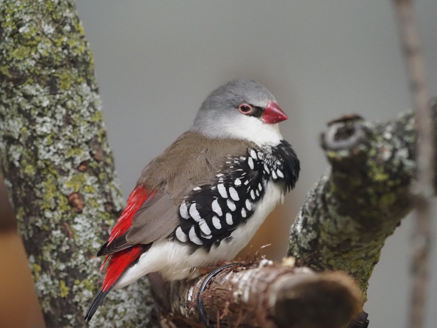 Diamond Firetail
